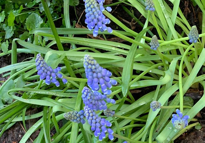 Onze lente-tuin