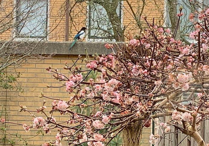 Wintervogels