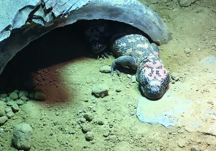 Er zijn drie Gila monstertjes geboren in Rotterdam
