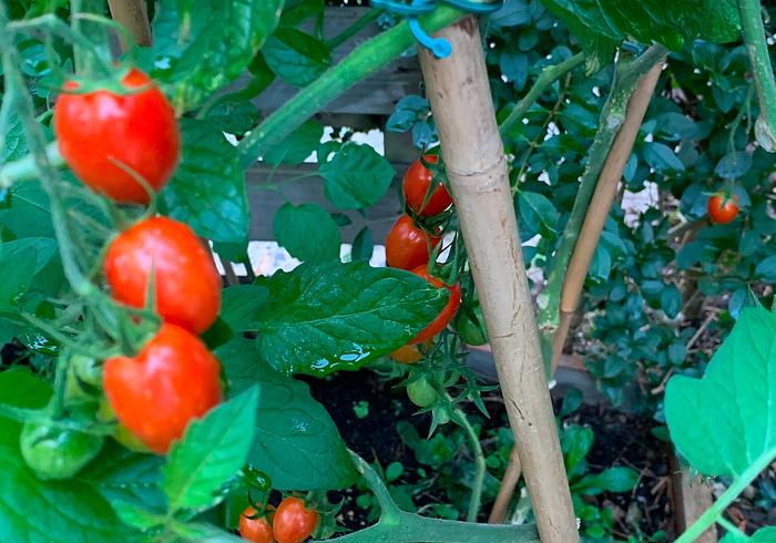 We oogsten veel tomaten