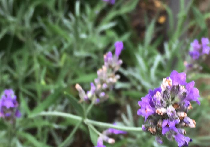 We naaien een Lavendel geurzakje