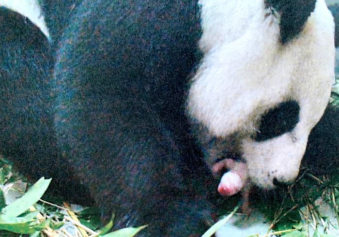 Het is feest in Taipei Zoo