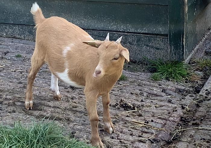 Kinderboerderij De Kraal