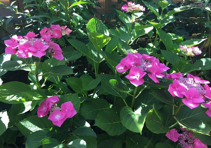 De tuin in augustus