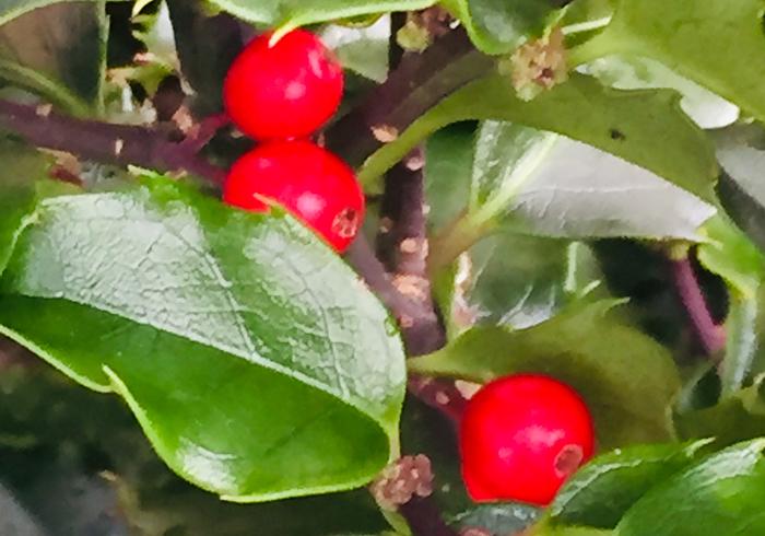 Onze tuin