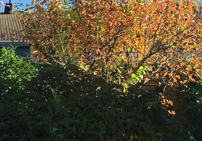 De Novembertuin