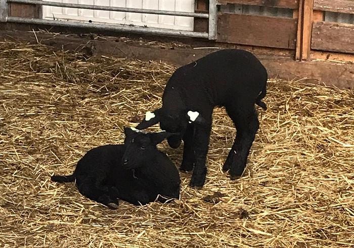We gaan naar Boerderij Schieveen