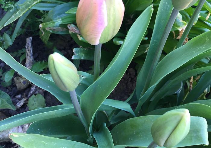 Onze tuin 