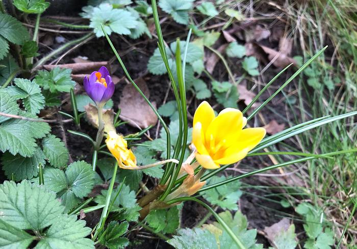 Onze tuin