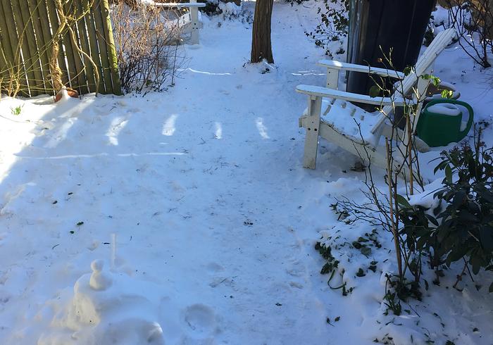 De februari-tuin