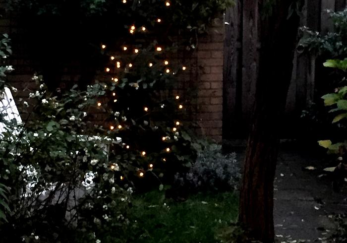 De december-tuin