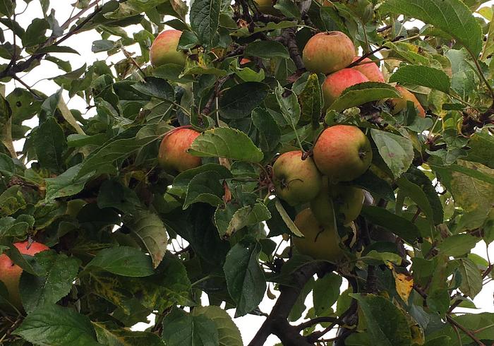 Appels plukken bij de Buytenhof