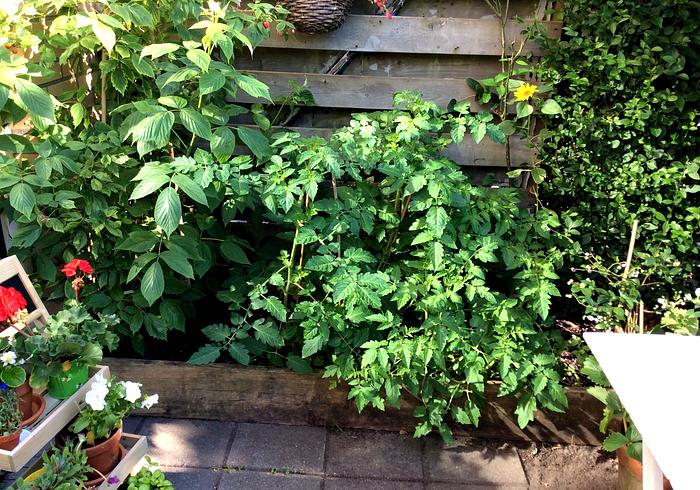 Snazzie's moestuin 