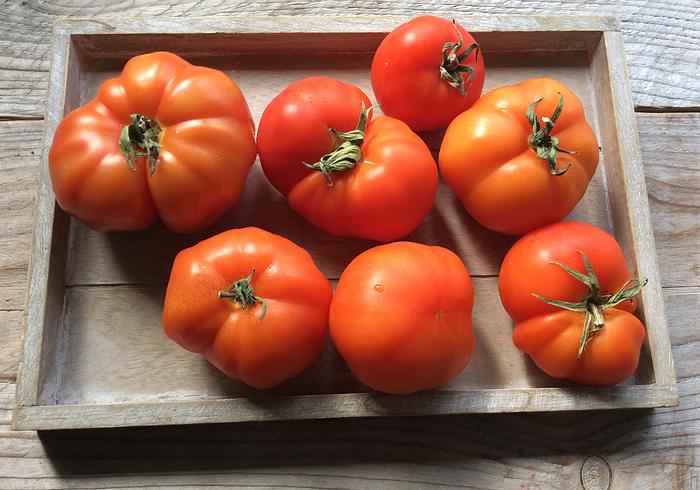 Tomatenoogst!