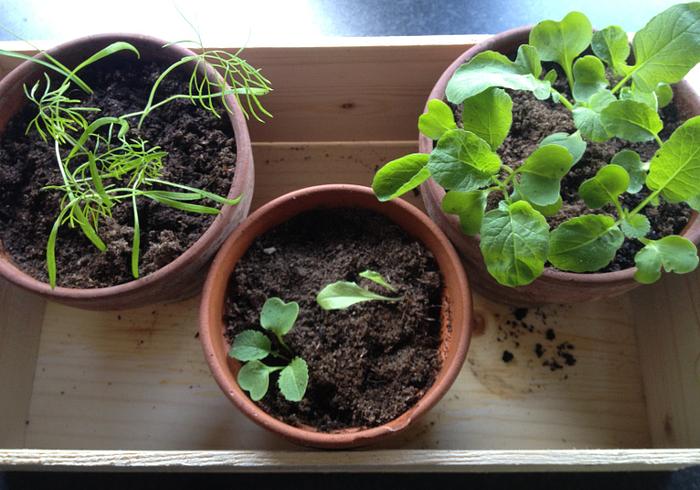 Hoe is het met de moestuin?