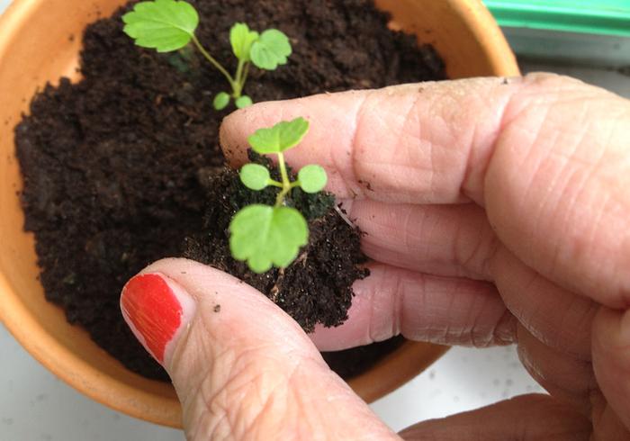 Hoe is het met de aardbeien?