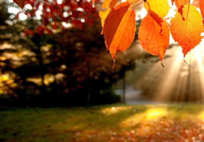 Herfstschatten zoeken