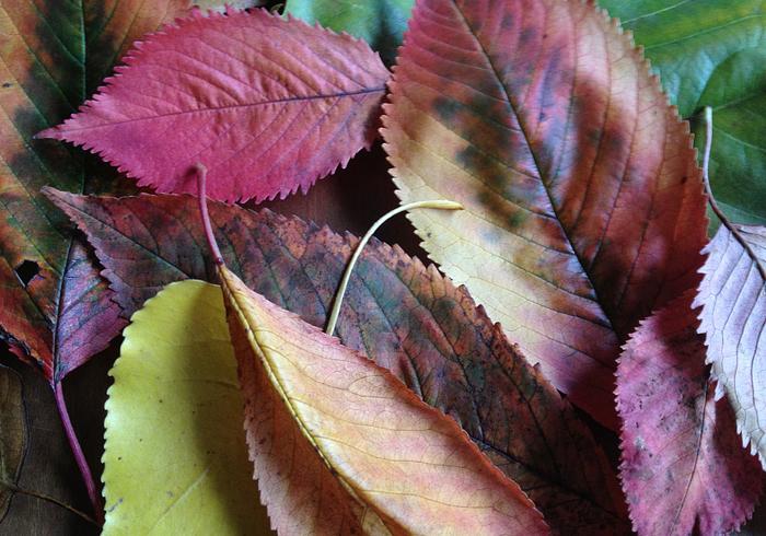 Herfstblaadjes drogen 