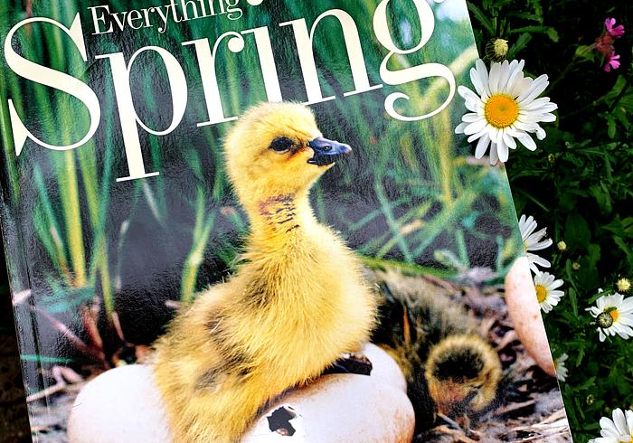 Everything Spring