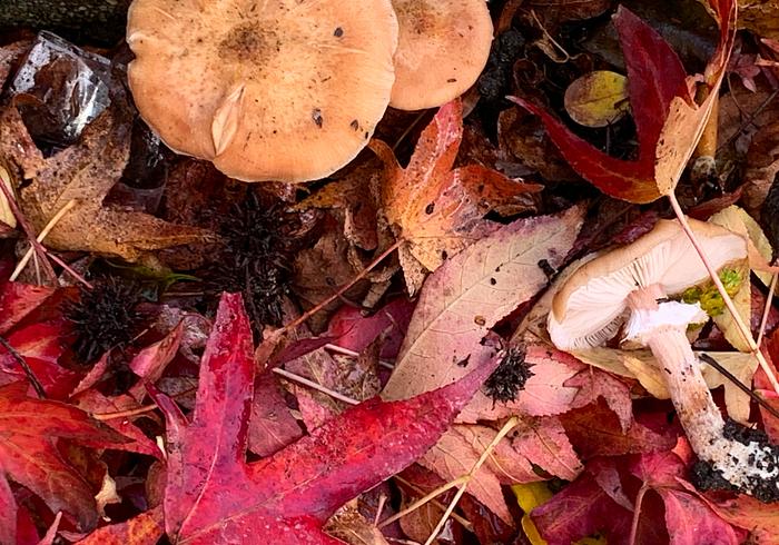 Onze jaarlijkse Paddenstoelen-zoektocht