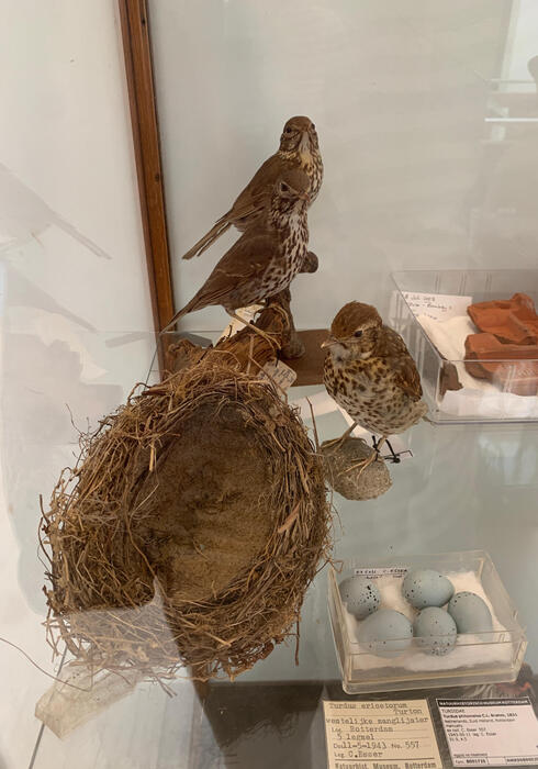 Natuurhistorisch museum 15