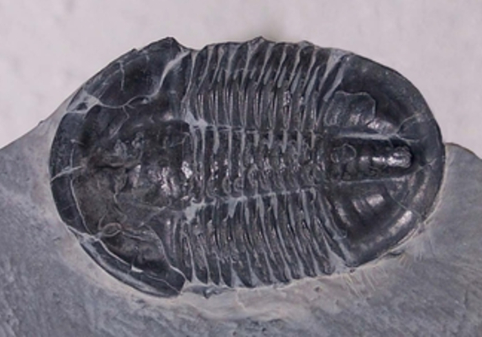 Trilobite side ll