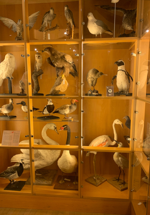 Natuurhistorisch museum 04