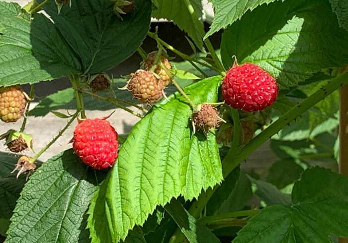 Fruitoogst sidepic