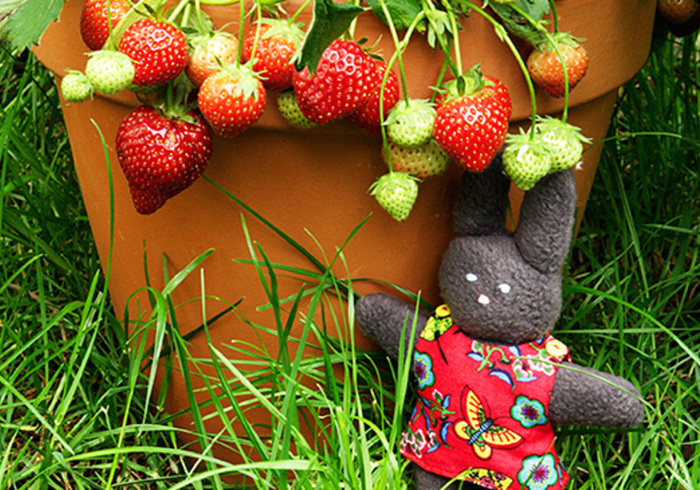 Strawberries 01