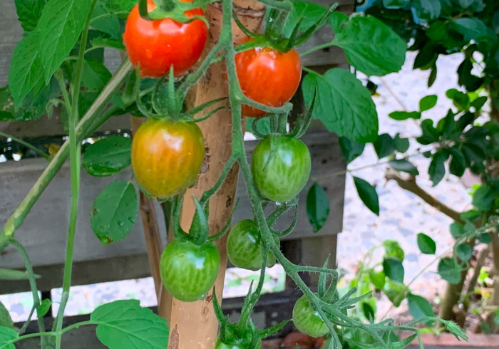 Tomaten 06