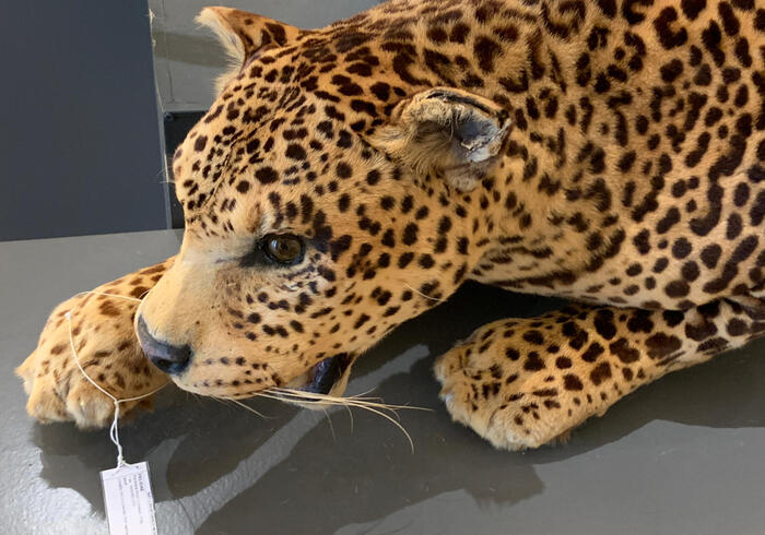 Natuurhistorisch museum 02