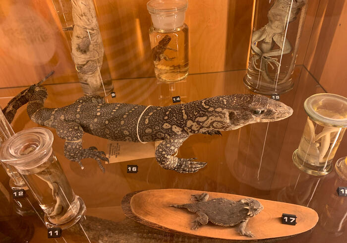 Natuurhistorisch museum 01