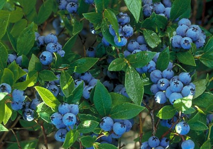 Blue berries 02