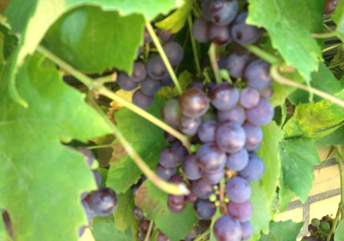 Growing grapes 06