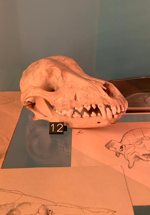 Natuurhistorisch museum 07