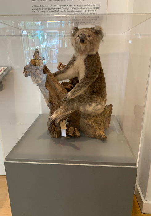 Natuurhistorisch museum 16