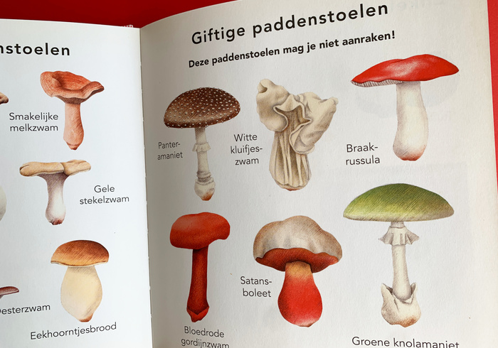 De paddenstoel 02