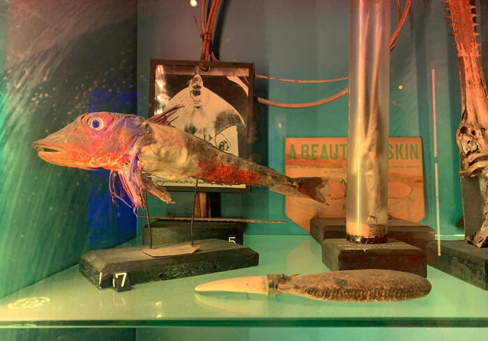 Natuurhistorisch museum 09