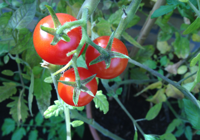 Tomatoes 09