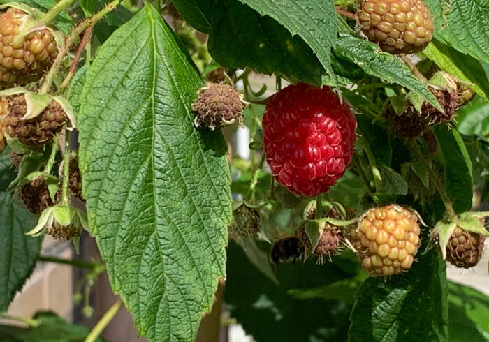 Fruitoogst sidepicll