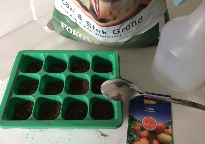 Tomato plants 01