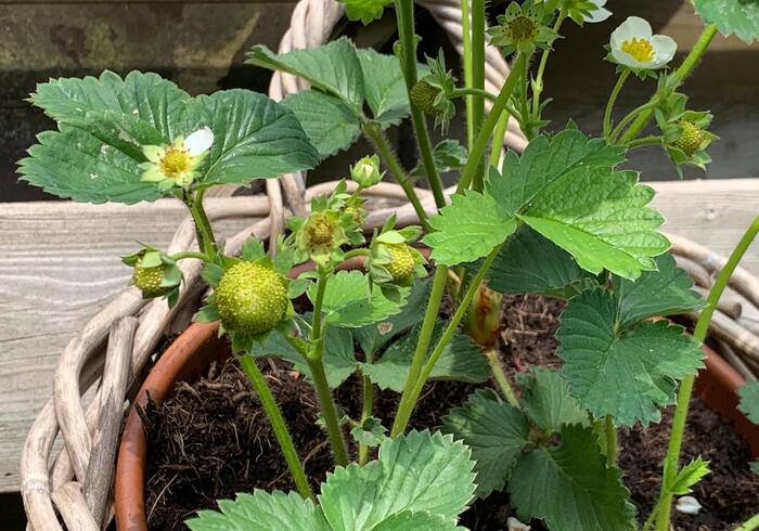 Aardbeien sidepic