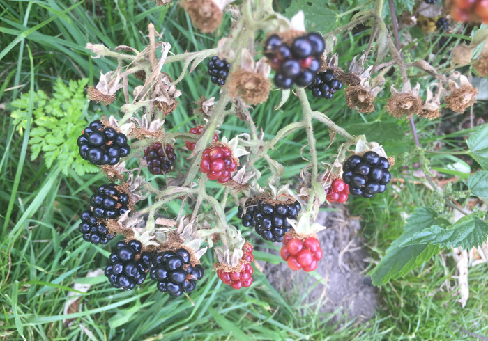 Bramen blackberries 02