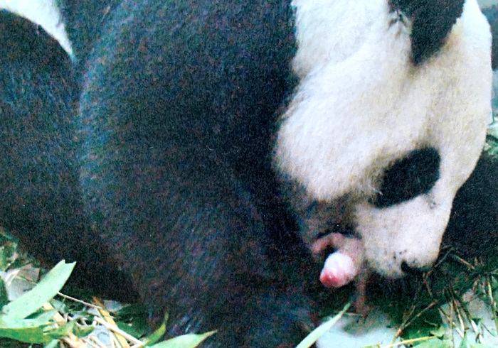 Baby panda taiwan 01