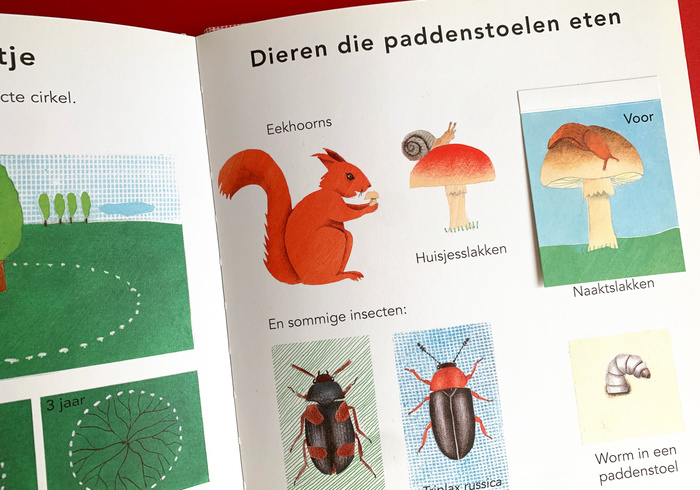 De paddenstoel 03