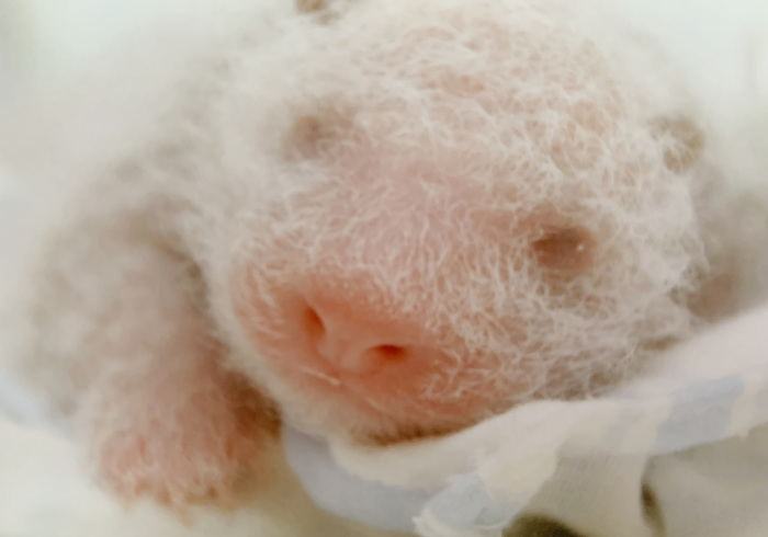 Baby panda taiwan 04