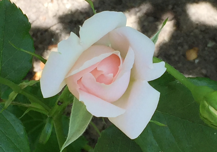 03. roze roos