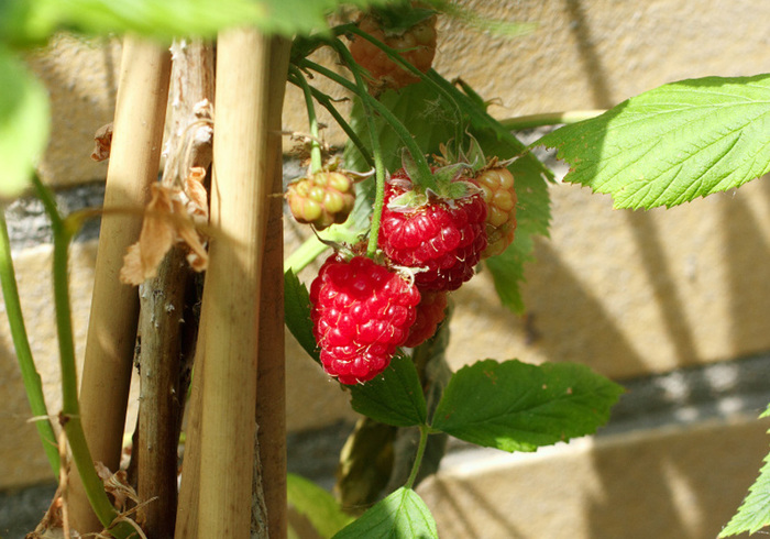 Raspberries 02