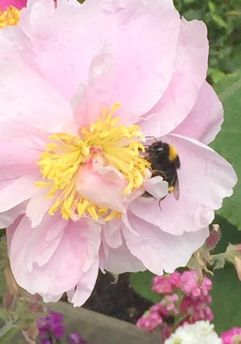 10. bumblebee