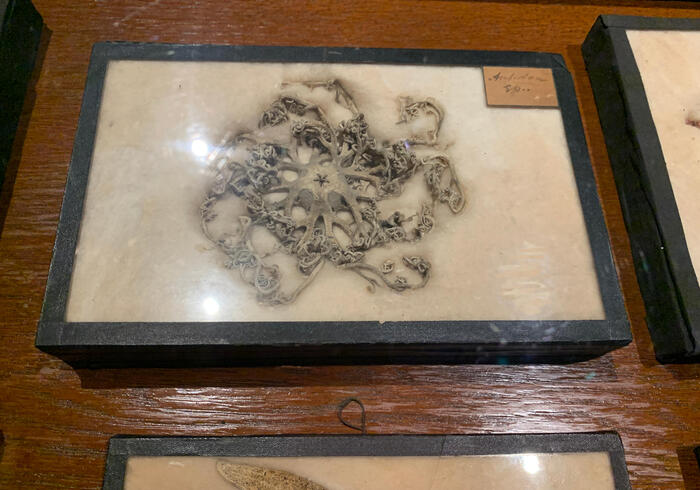 Natuurhistorisch museum 11